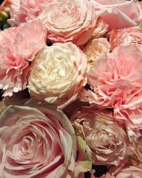 Full frame shot of pink roses