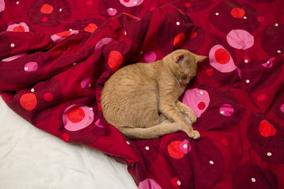 High angle view of cat lying on bed