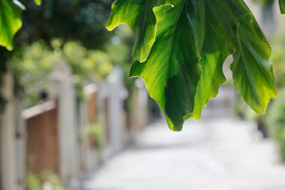 Close-up of green leaf on plant