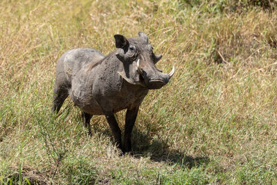 Common warthog stands eyeing camera in long grass