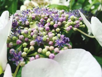 Close-up of purple flowers blooming outdoors