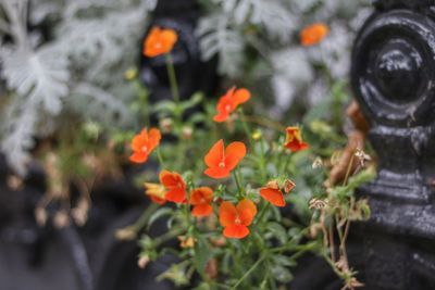 Close-up of orange flowering plants