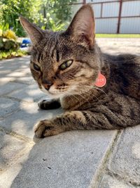 Close-up portrait of a cat looking away