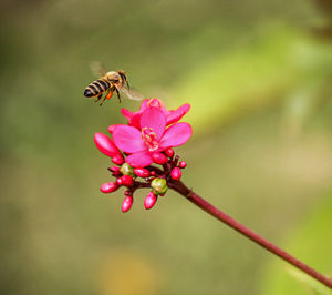 Close-up of bee pollinating on pink flower