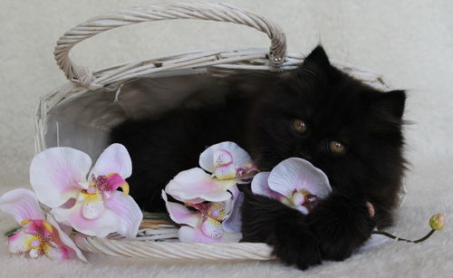 Close-up of cat in basket