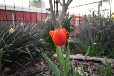 Close-up of red flowering plants on field