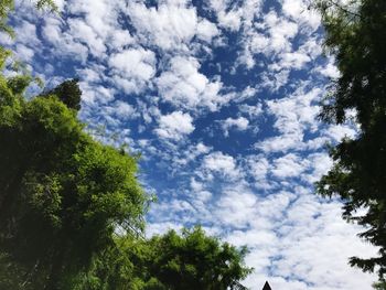 Low angle view of trees against sky