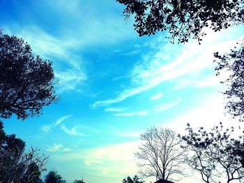 Low angle view of silhouette trees against sky