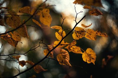 Close-up of maple leaves on tree