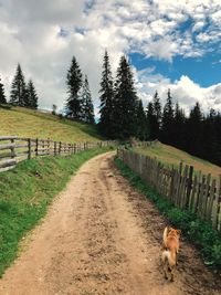 View of dog on road amidst trees against sky