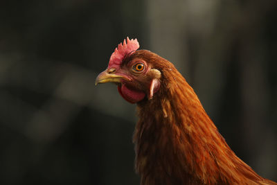 Close-up of rooster