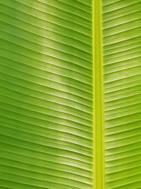 Full frame shot of palm leaves