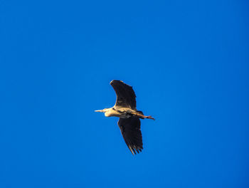 Low angle view of bird flying in sky