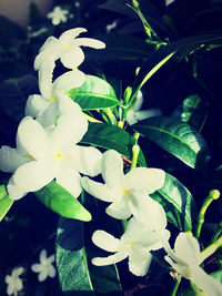 Close-up of white flowering plant