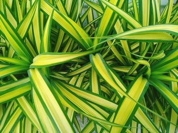 Full frame shot of fresh green leaf