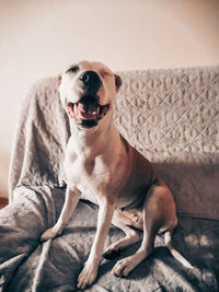 Portrait of dog sitting on sofa at home