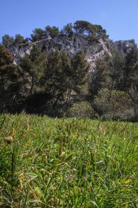 Scenic view of grassy field against sky