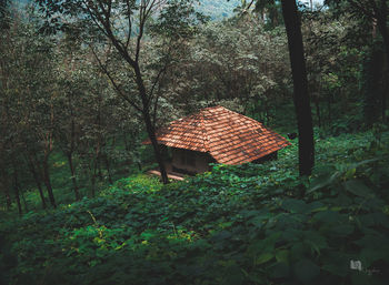 Tree by building in forest