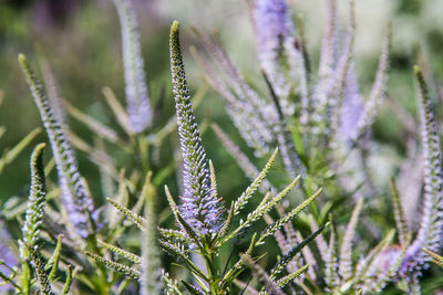 Close-up of purple flowering plant