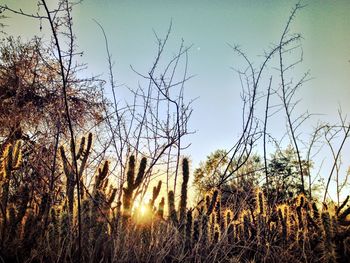 Bare trees on field at sunset