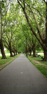 Road amidst trees in park