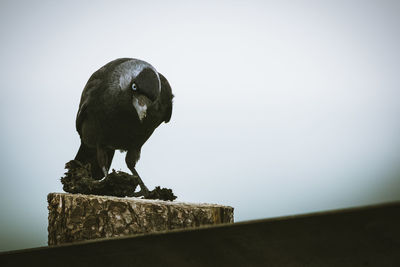 Raven against sky