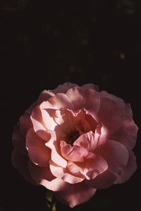 Close-up of rose against black background