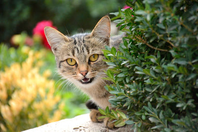 Close-up portrait of tabby cat by plants