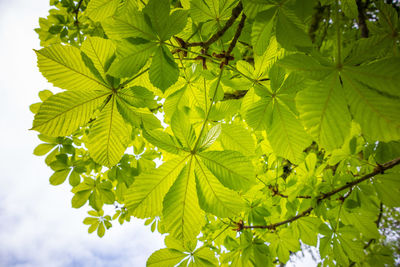 Beautiful green leaves of the chestnut tree from below in spring. 