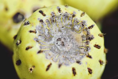 Close-up of caterpillar on fruit