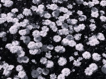 Full frame shot of white flowers