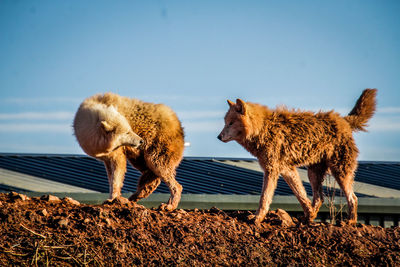 Low angle view of sheep against clear sky