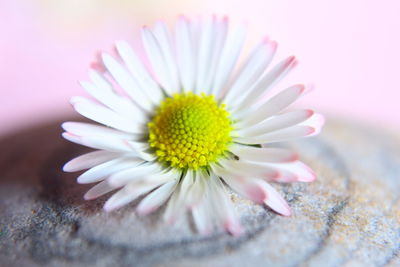 Close-up of yellow daisy