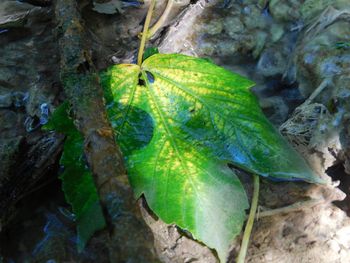 Close-up of green leaves