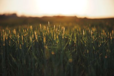 Close-up of crops growing on field against sky