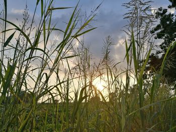 Plants growing on field by lake against sky