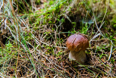 High angle view of mushroom growing on field