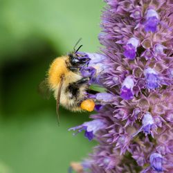 Close-up of honey bee pollinating flower