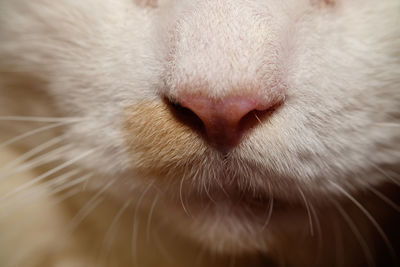 Close-up of cat