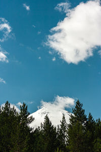 Low angle view of trees against sky
