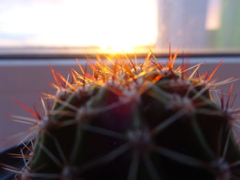 Close-up of cactus plant against sky