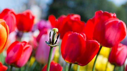 Close-up of red tulips