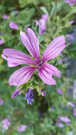 Close-up of purple flowers blooming outdoors