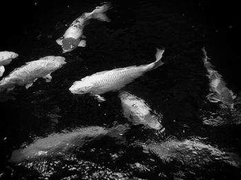 High angle view of koi carps swimming in water