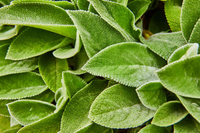 Close-up of fresh green leaves