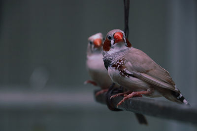 bird