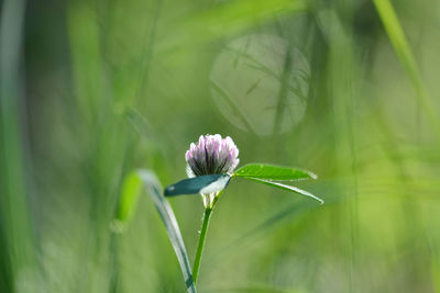 Close-up of purple flowering plant