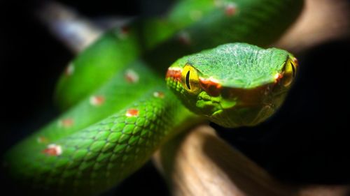 Close-up of lizard on leaf