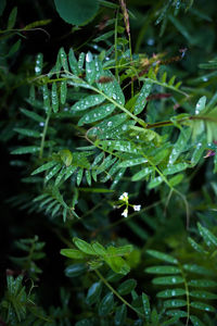 Close-up of plant in water