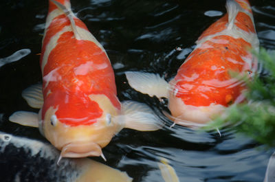 Close-up of koi fish in water